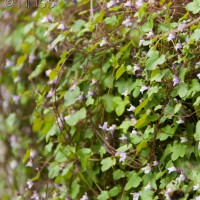 Ivy-leaved Toadflax